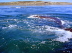 Peninsula Valdes: Balena