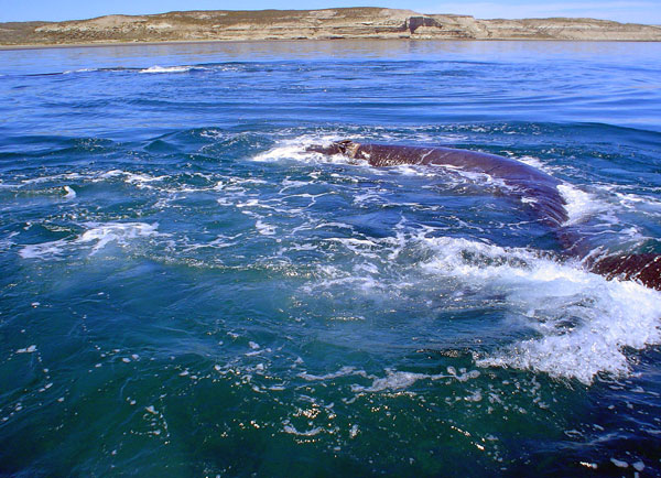Peninsula Valdes: Balena