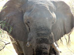 Etosha---Elefante