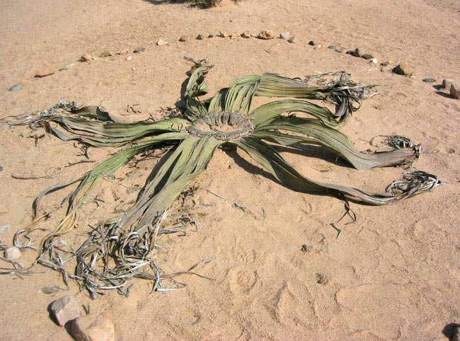 Valle della Luna, Welwitschia