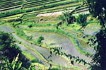 Bali_Tirtagangga_ricefields