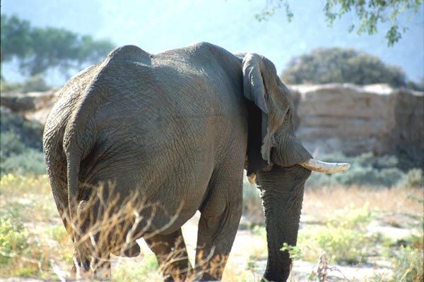 Elefante Namibia