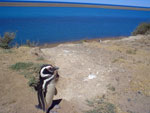Peninsula Valdes
