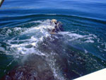 Peninsula Valdes: Balena