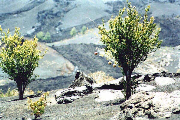 Fogo Melograni