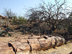 Foresta Pietrificata