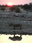 Etosha--Rinoceronte
