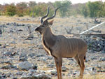 Etosha---Kudu 