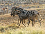 Etosha---Zebre