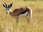 Etosha - Sprinbook 