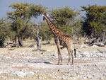 Etosha - Giraffa
