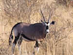 Etosha - Orice
