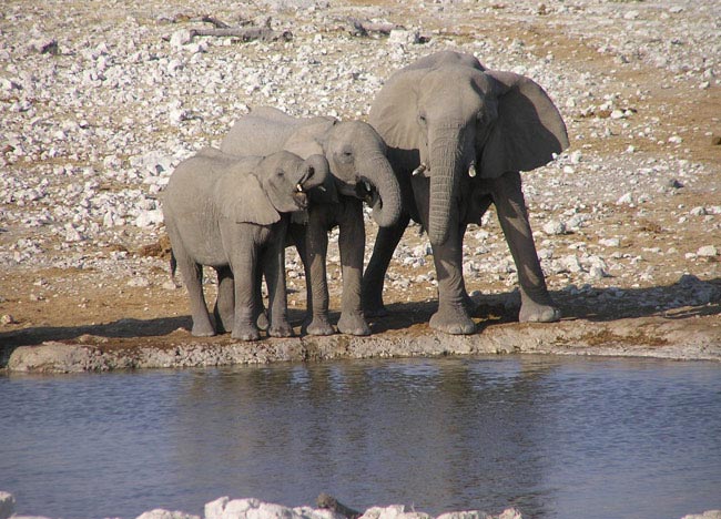 Etosha, famigliola in posa
