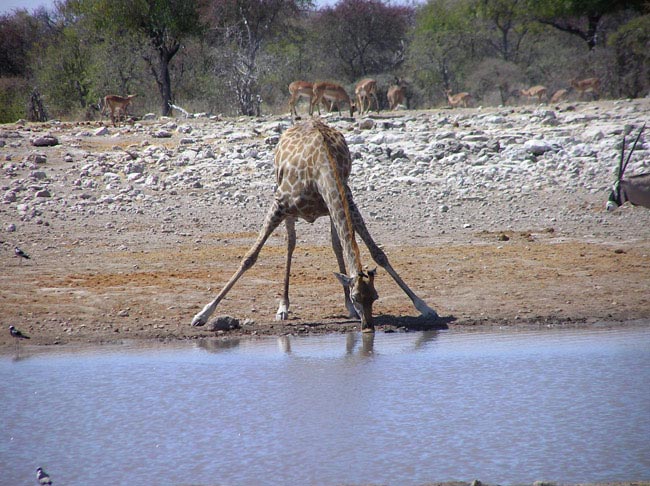 Etosha, bere che fatica