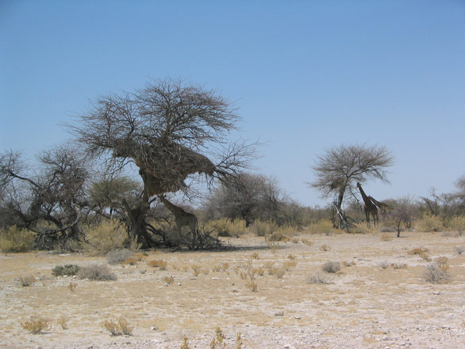 Etosha, come utilizzare un nido