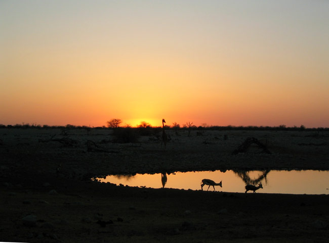 Etosha, tramonto alla pozza