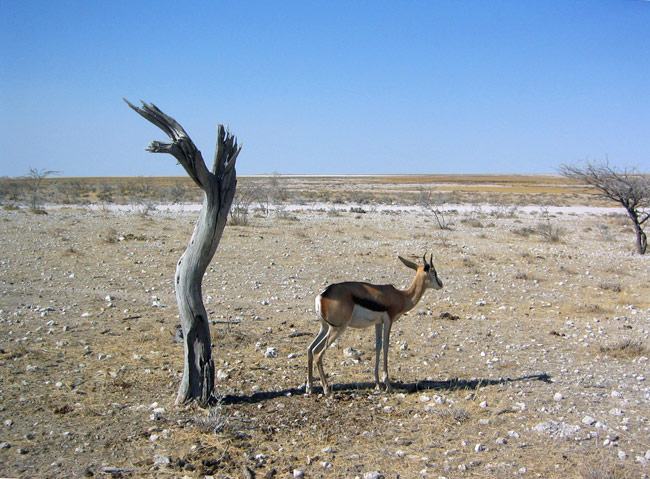 Etosha, cercando l'ombra