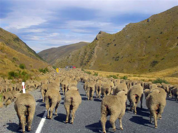 Nuova Zelanda