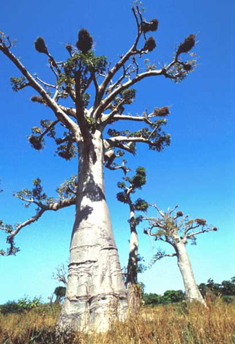Baubab