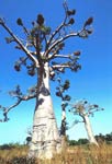 Baubab