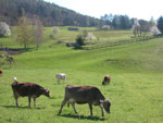 Meienfeld - paese di Heidi