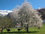 Meienfeld - paese di Heidi