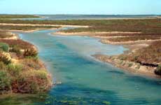 Camargue