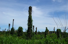 Verso Dominical