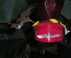 Colibrì da Gringo Pete's