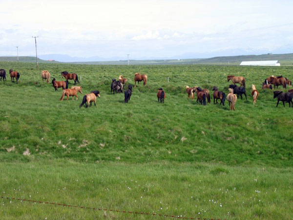 Iceland - paesaggio