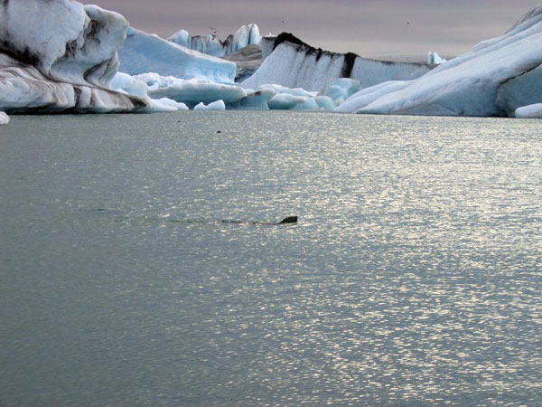 Jokulsarlon - foca