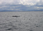 Whale