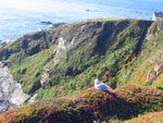 Lizard - point