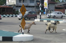 Kota Baru