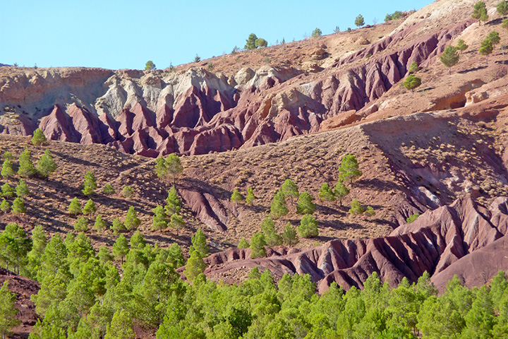 calanchi e alberi