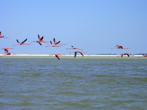 Rio Lagartos fenicotteri
