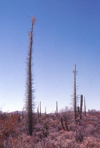 Baja California Deserto