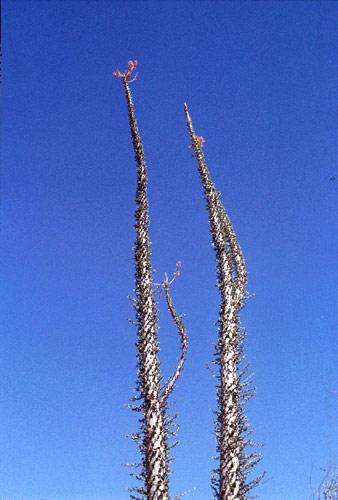 Baja California Deserto