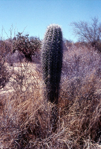 Baja California Deserto
