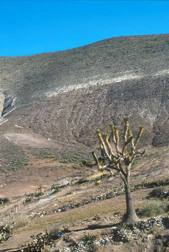 Real de Catorce