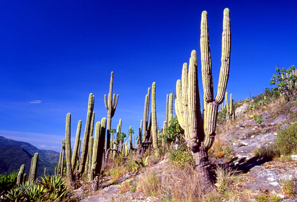 Cactus.jpg
