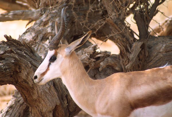 Springbok