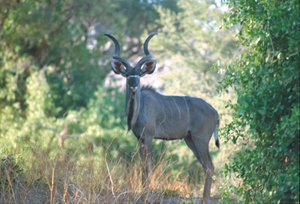 Kudu