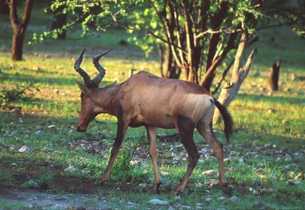 Kudu Ongava