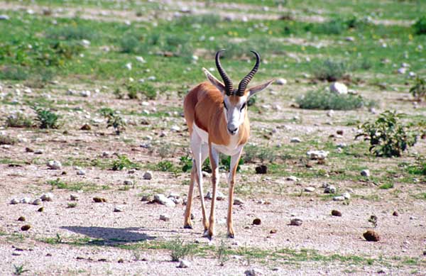 Springbok