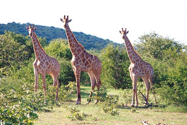 Giraffe Namibia