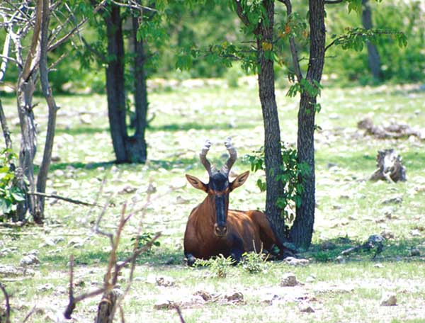Antilope