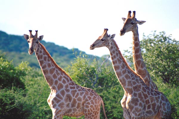 Giraffe