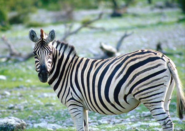 Zebre