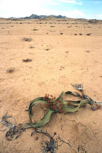 Welwitschia